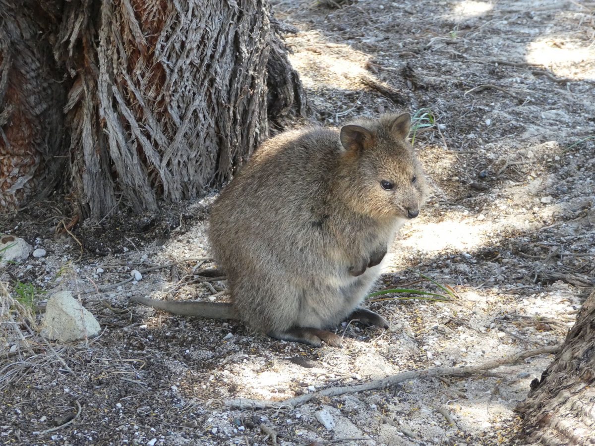 Rottnest Island – cuuute Quokkas