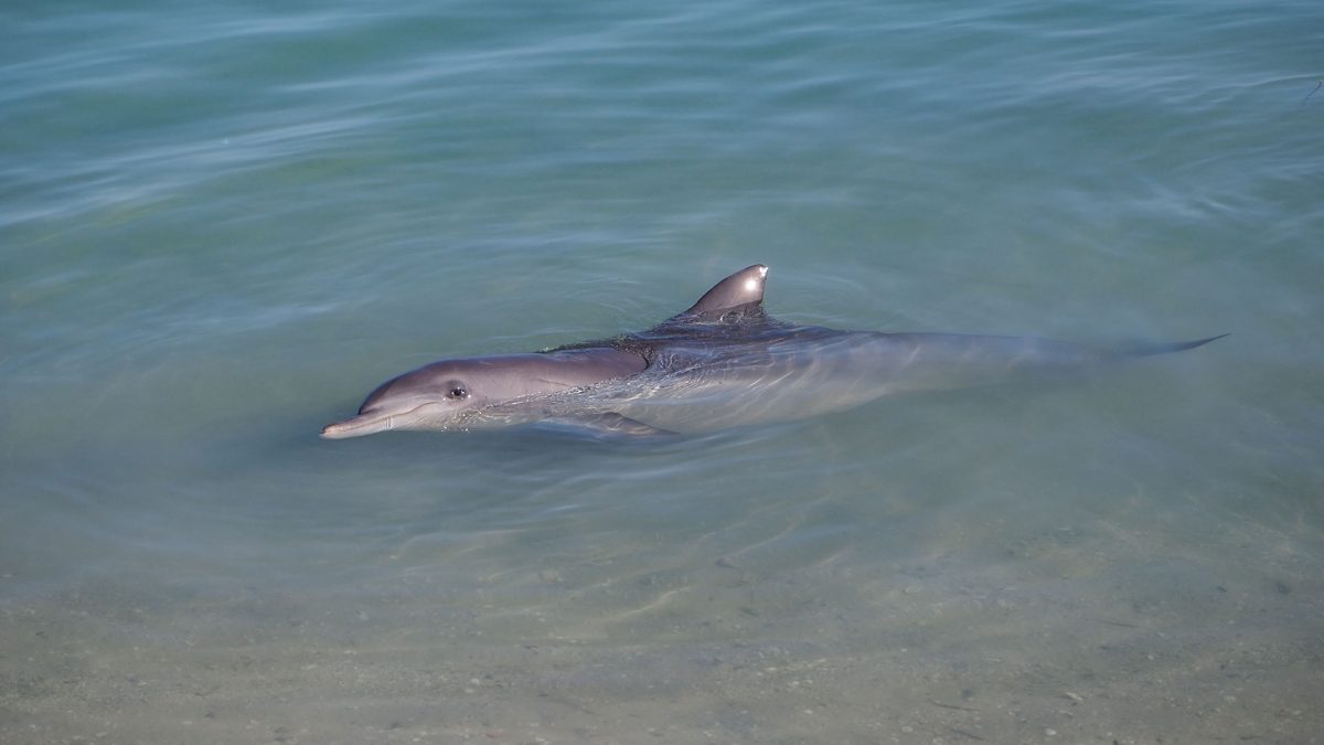 Dolphins and Emus