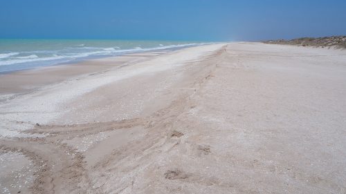 Turtle tracks