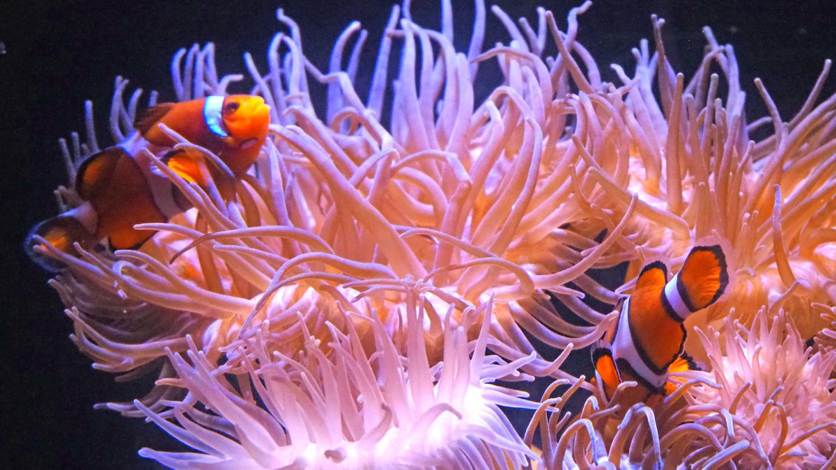 Finding Nemo