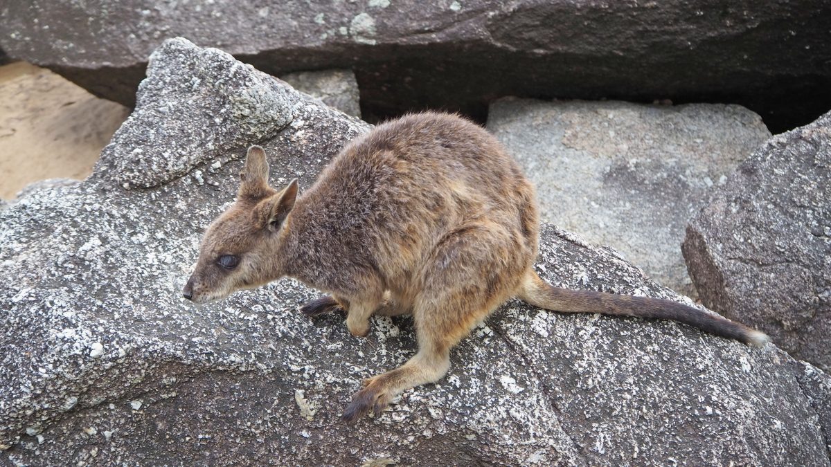 Atherton Tableland (1/2) – Wallabies!