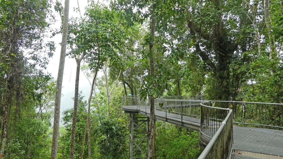 Atherton Tableland (2/2) – Rainforest