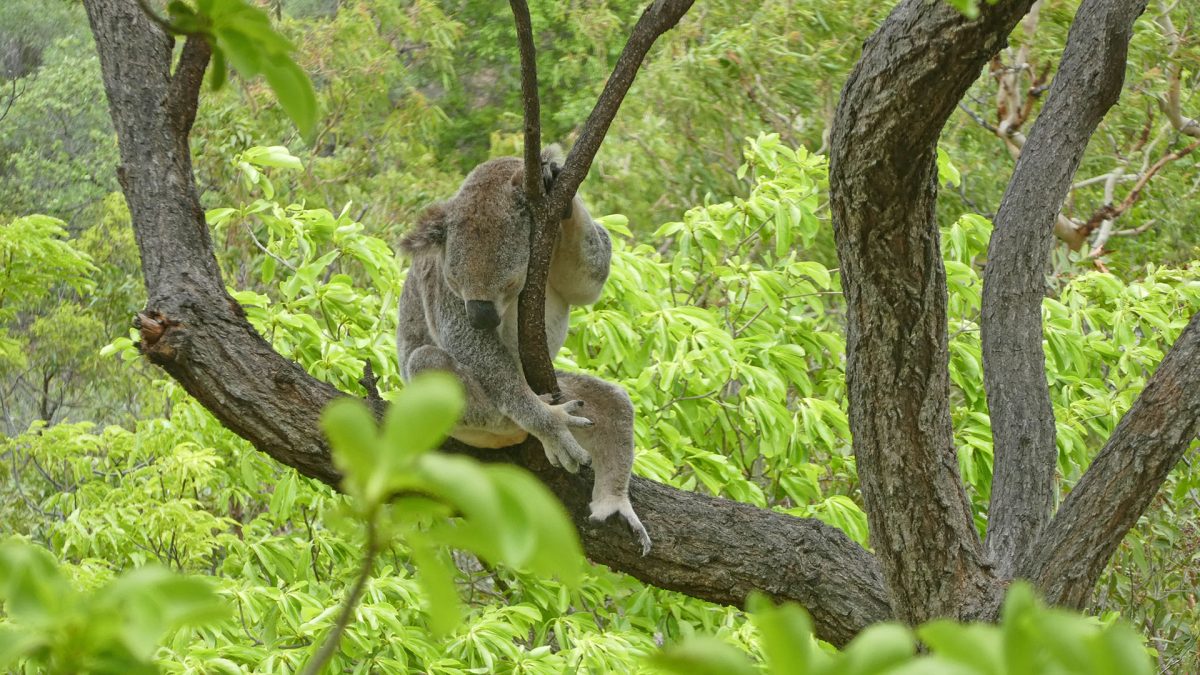 Magnetic Island – Koalas!
