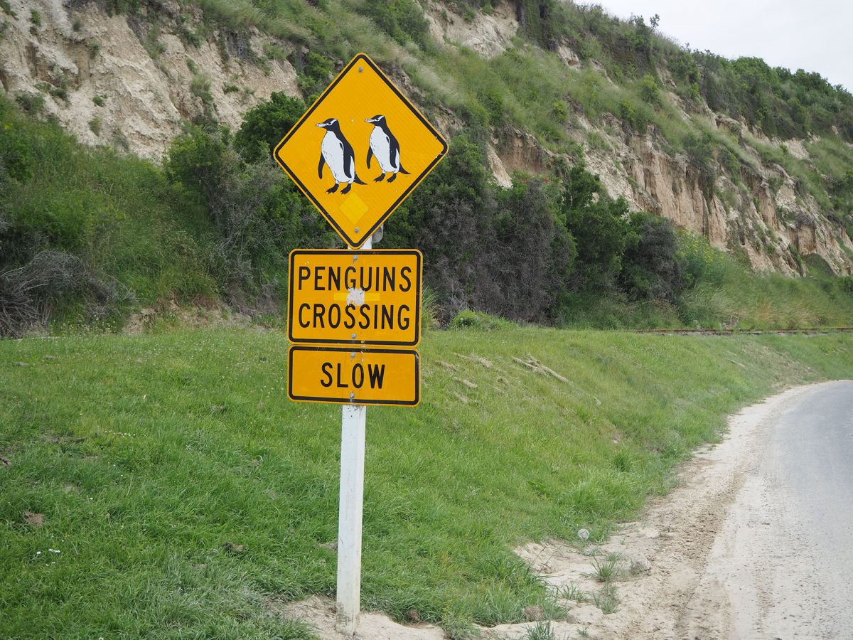 Oamaru – Steampunk and Blue Penguins