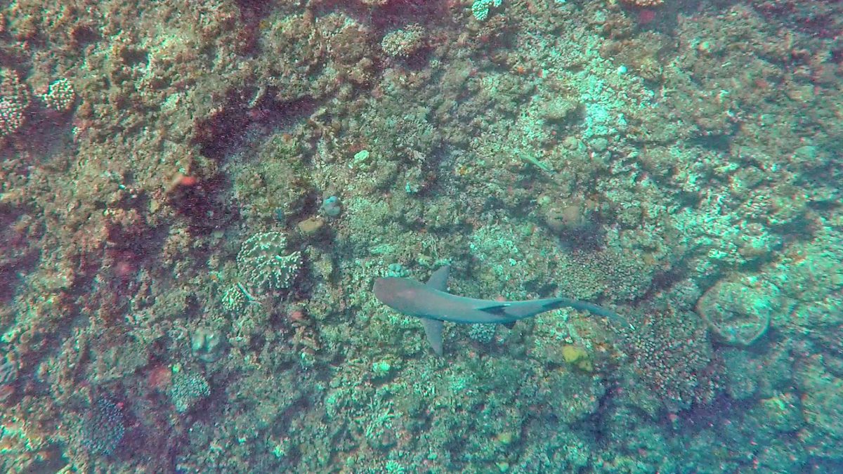 Shark encounter