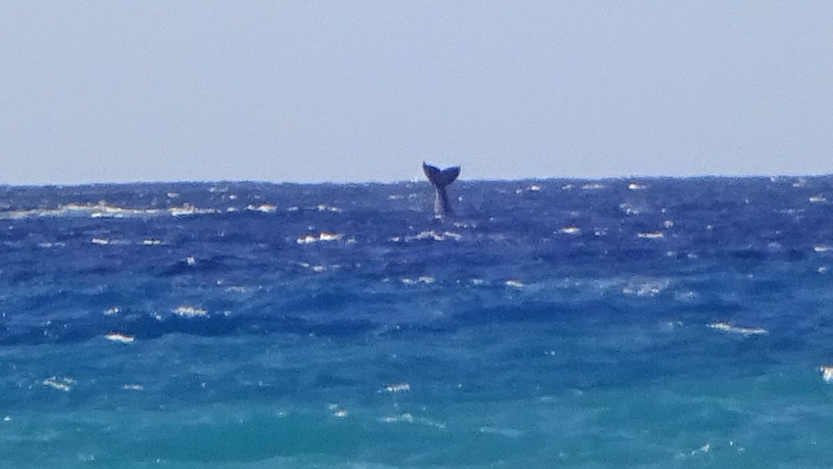 Relaxed Whale Watching
